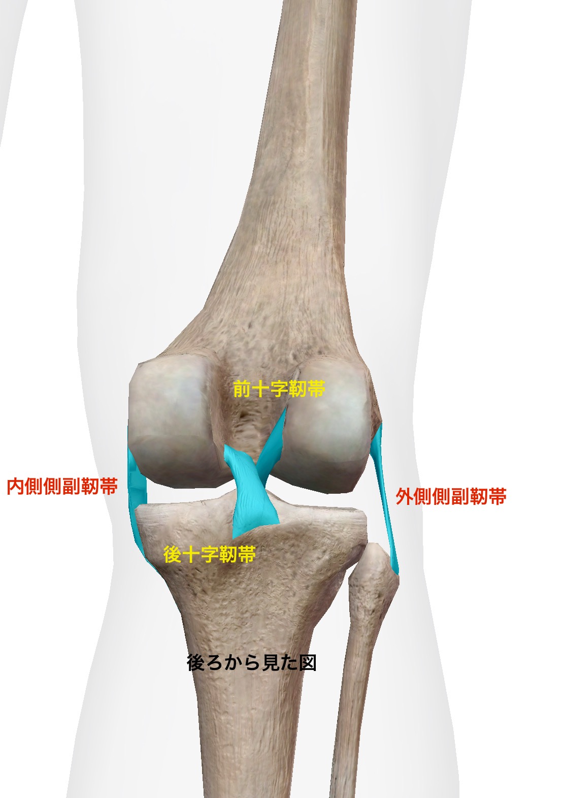 膝の靭帯