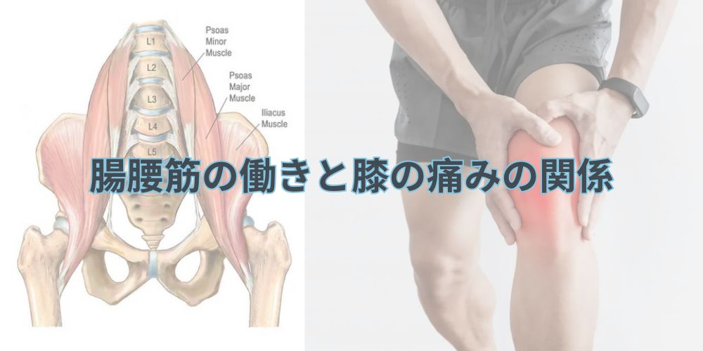 腸腰筋の働きと膝の痛みの関係