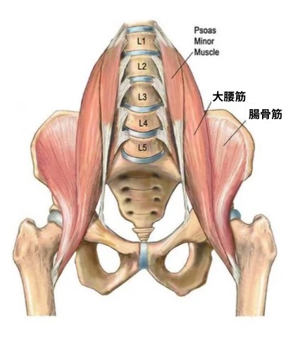 腸腰筋