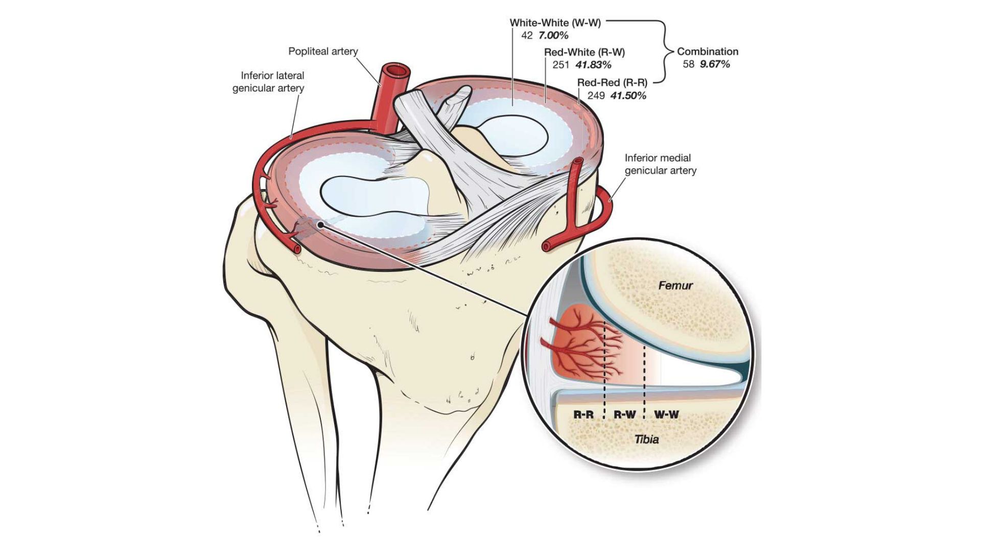 Meniscus blood supply